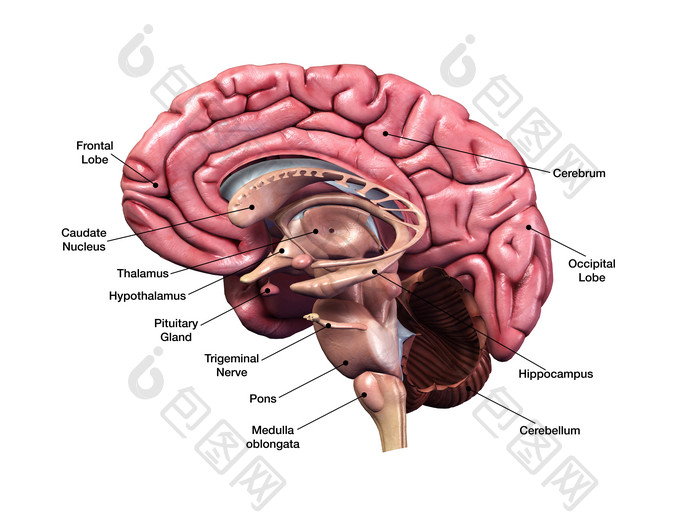 大脑插图说明实例
