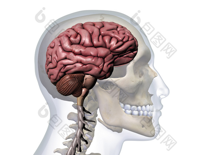 三维配置文件大脑头骨