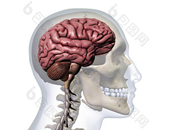 三维<strong>配置文件</strong>大脑头骨