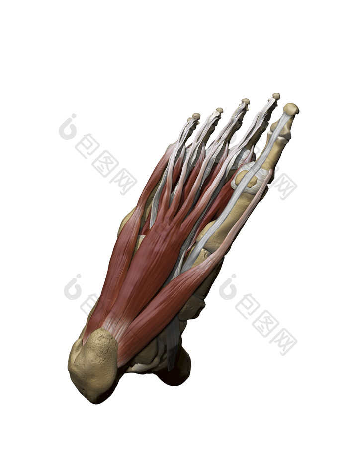 人体足部骨骼解剖插图