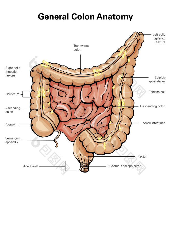 人体肠道解剖示例图