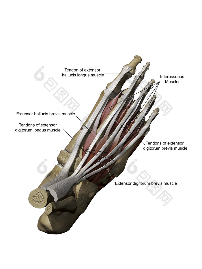 人类脚部骨骼肌肉解剖插图