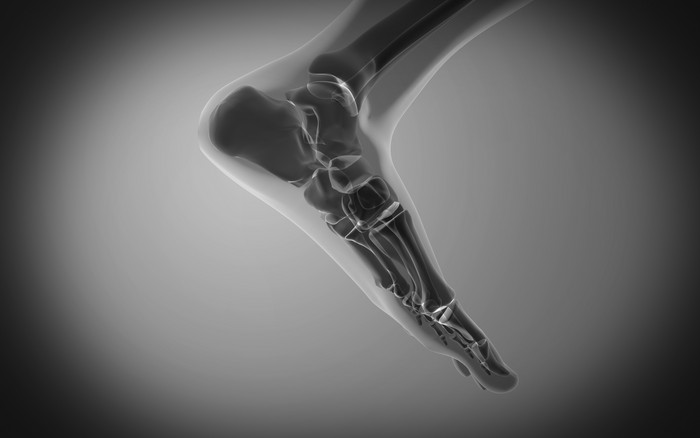 脚趾骨头骨骼示例图