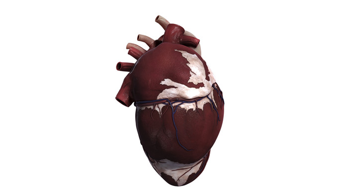 人体心脏部位结构图