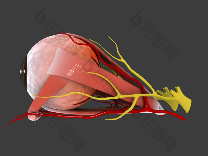 生物学眼珠子摄影图