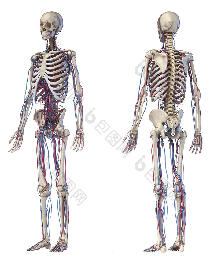 人类生物医学成人躯干骨架模型