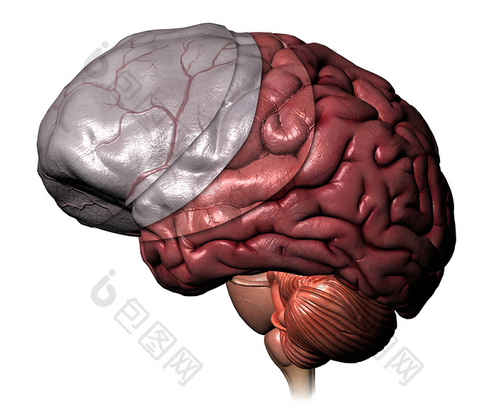 三维解剖学脑膜大脑