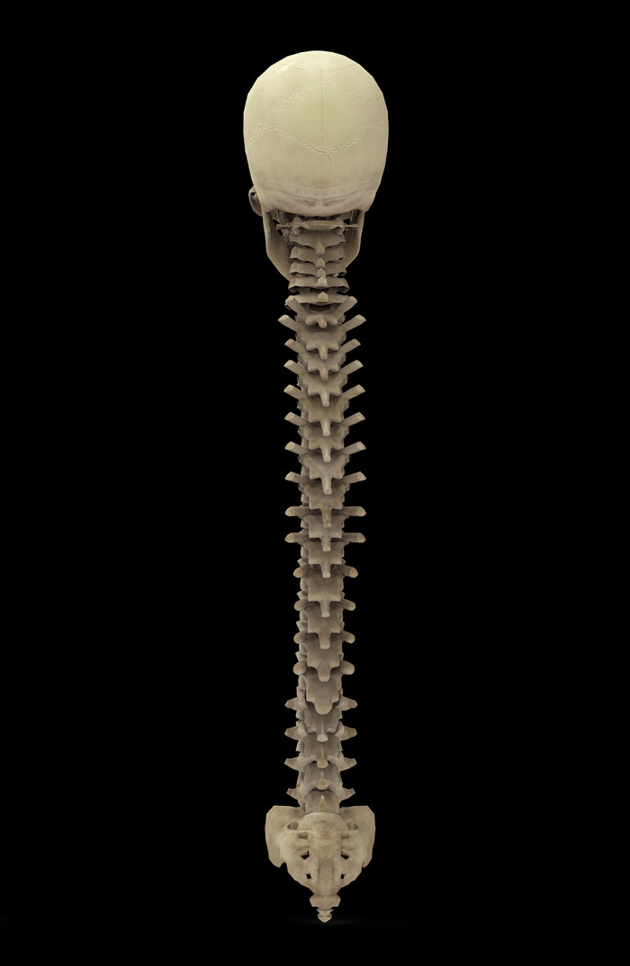 医疗骨骼解剖学骨架