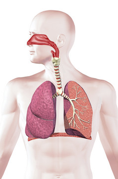 解剖学生物学呼吸模型