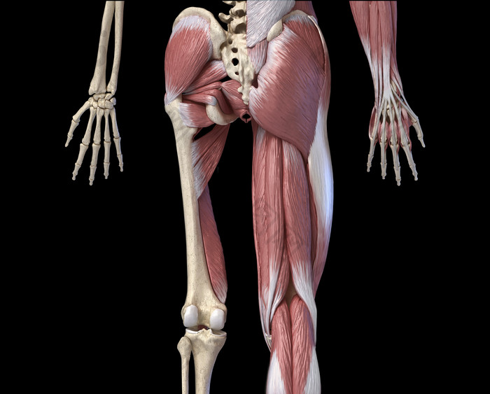 手腿臀部的肌肉线条