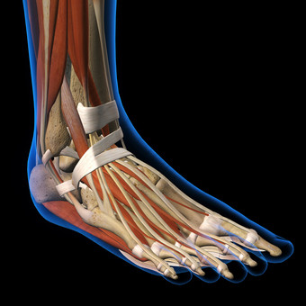 韧带自胫骨腓骨脚踝解剖学图片