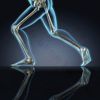 运行腿股骨胫骨图片