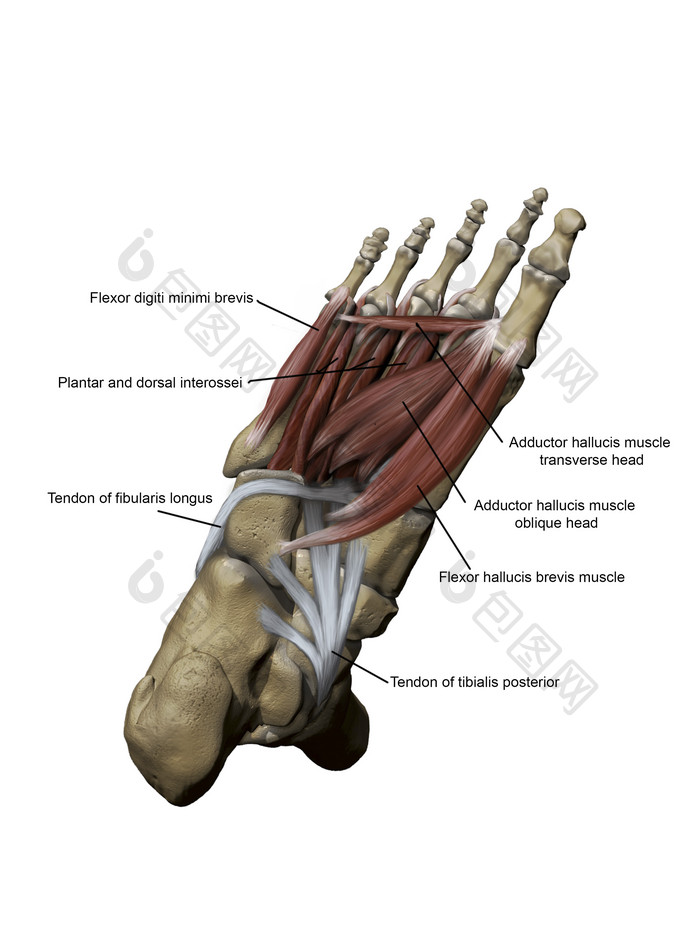 人类解剖学足部骨骼示例图
