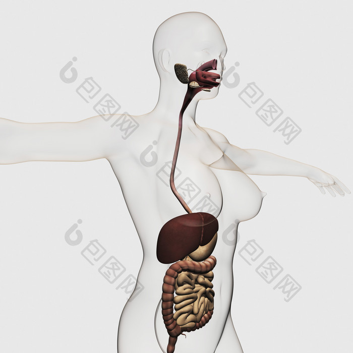 人体消化系统器官示例图