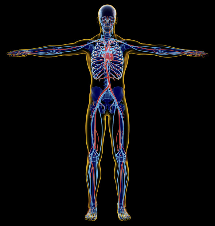系统x射线检查身体心血管健康