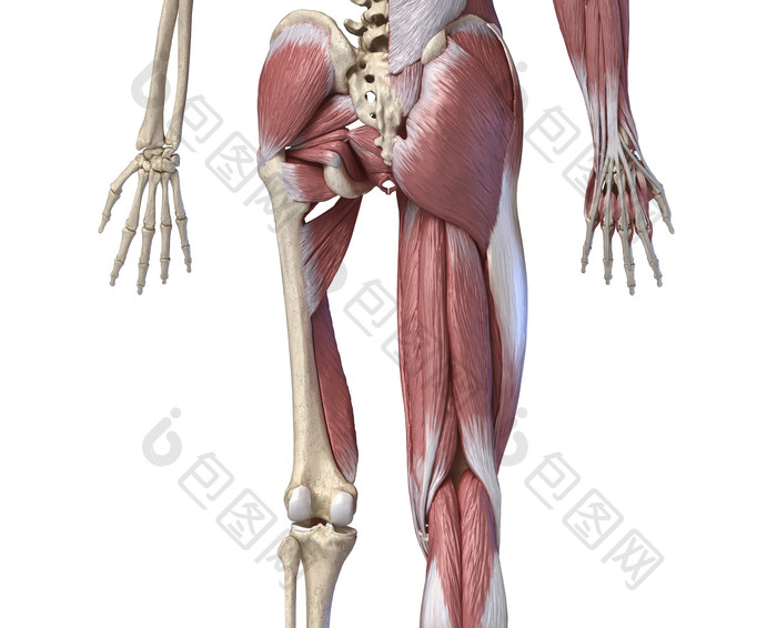一半骨骼一半肌肉的医学示例图