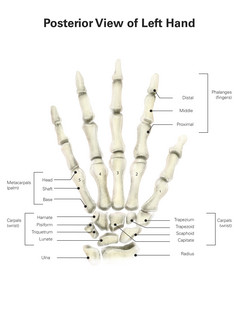 人体手掌骨骼示例插图