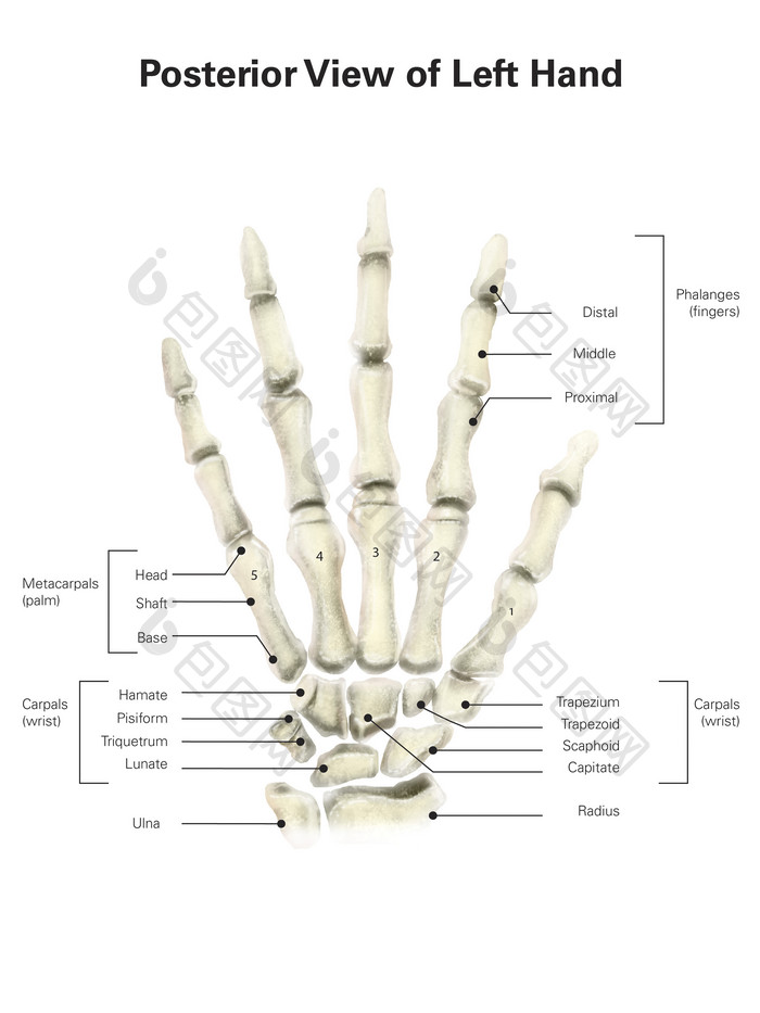 人体手掌骨骼示例插图