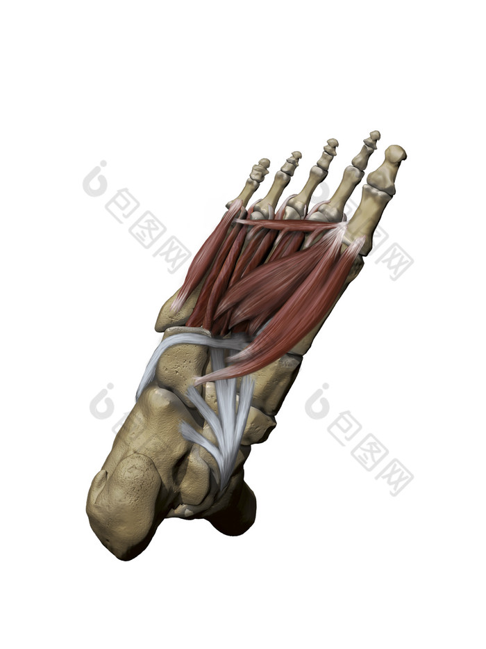 人体脚部骨骼肌肉解剖图