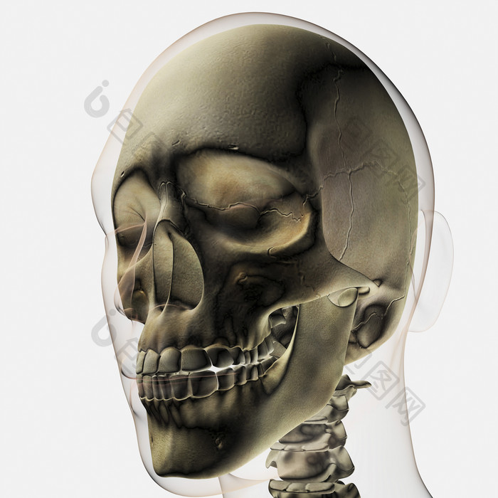 人体头部骨骼示例插图