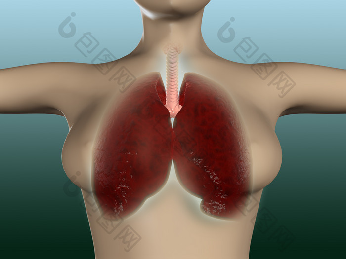 人体器官肺部呼吸图