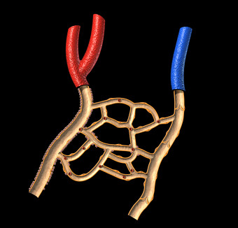 解剖学动脉硬化生态学心血管