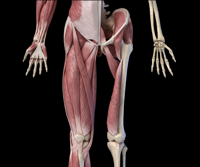 生物学成人下肢解剖示例图