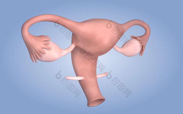 人体卵巢结构示例插图