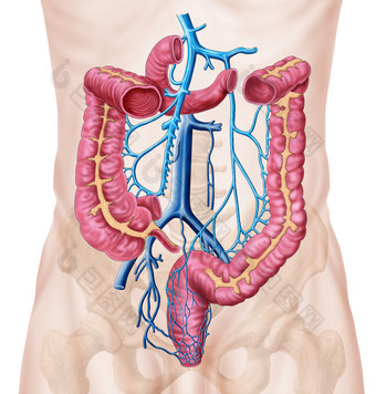 人体肠道示例解剖图