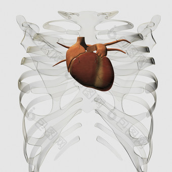 人体心脏部位示例插图