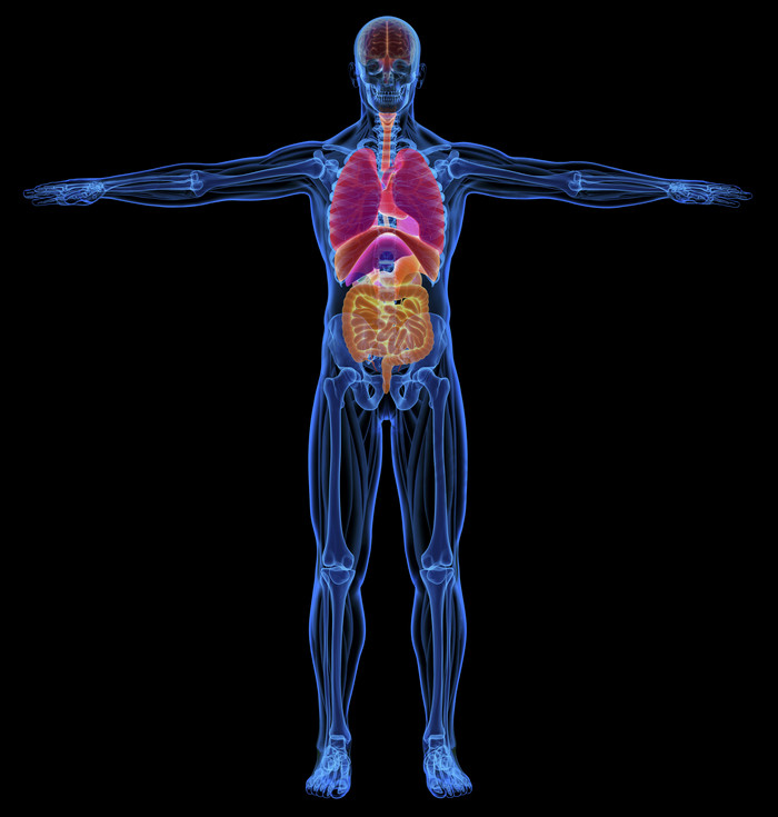 系统x射线检查身体内脏健康