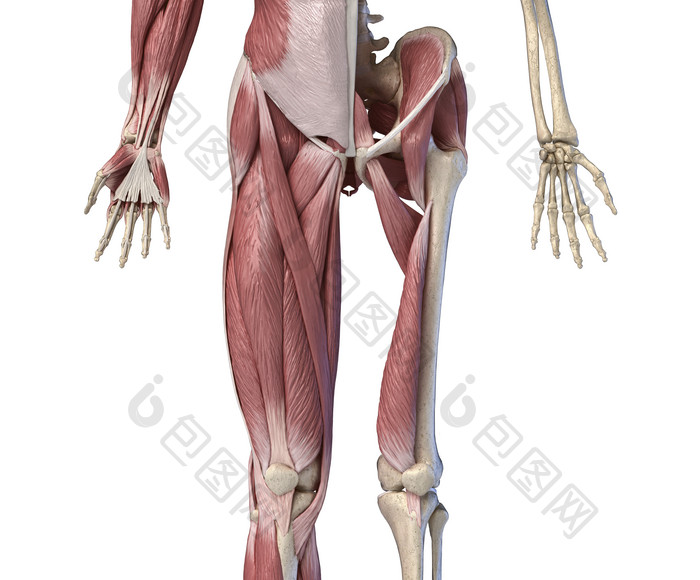 成年人类骨架解剖学示例图