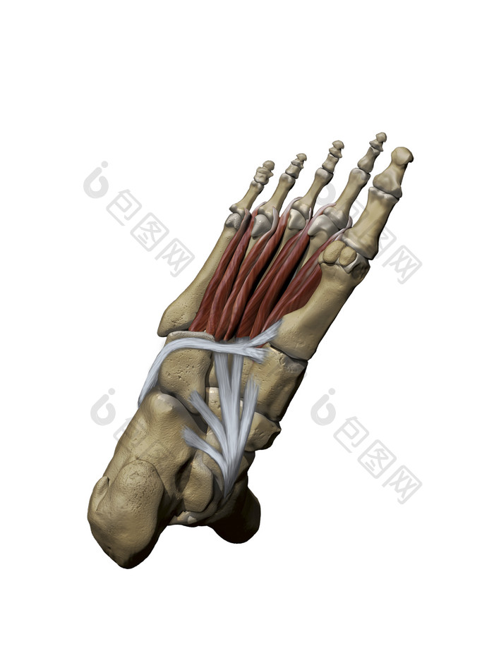 足部肌肉骨骼摄影插图