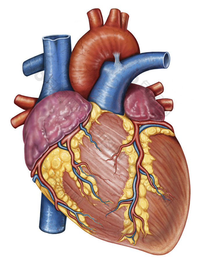 人体心脏示例结构插图