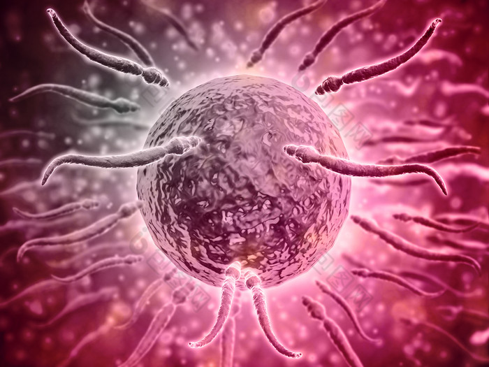 胚胎卵细胞受精示例图