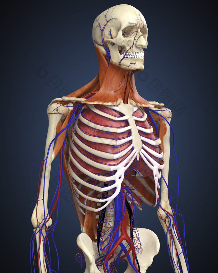 人体身体组织骨骼插图