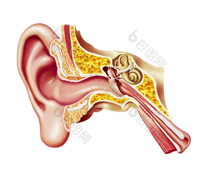 解剖学听觉耳蜗模型