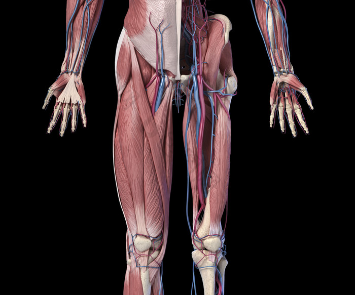 生物学肌肉血管交叉示例图