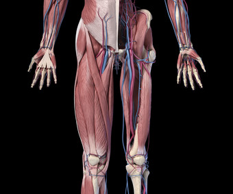 生物学肌肉血管交叉示例图