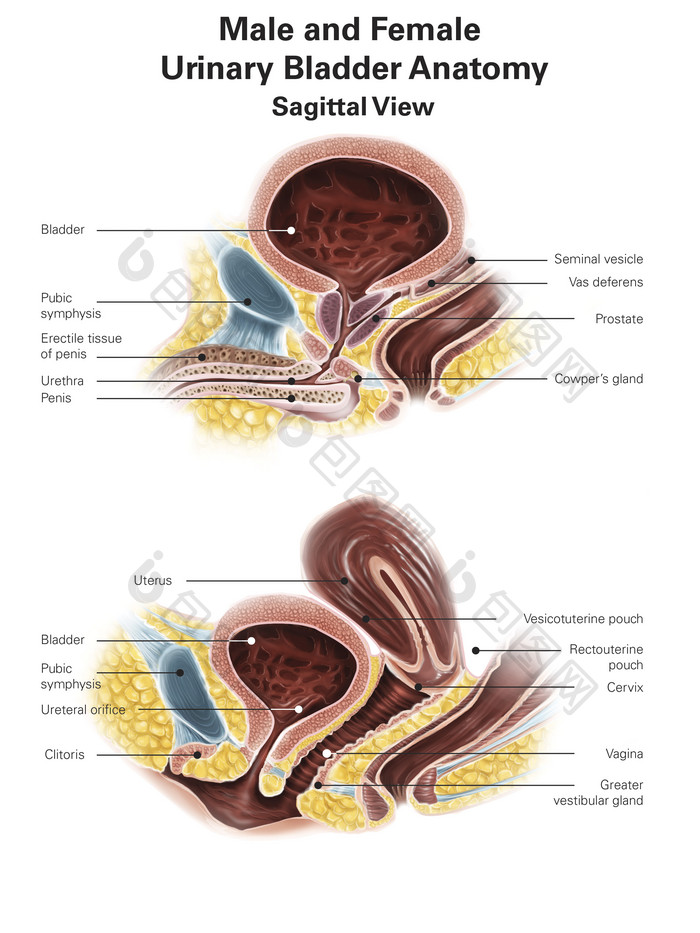 人体泌尿生殖器结构插图