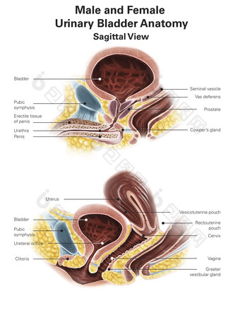 人体泌尿生殖器<strong>结构</strong>插图