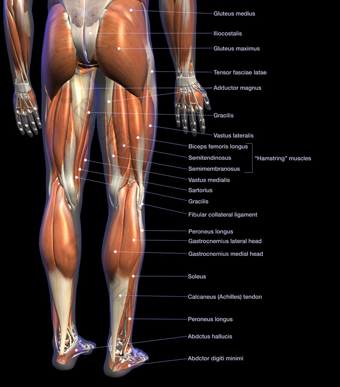 身体肌肉发达的腿部
