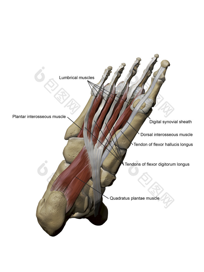 脚部肌腱解剖插图