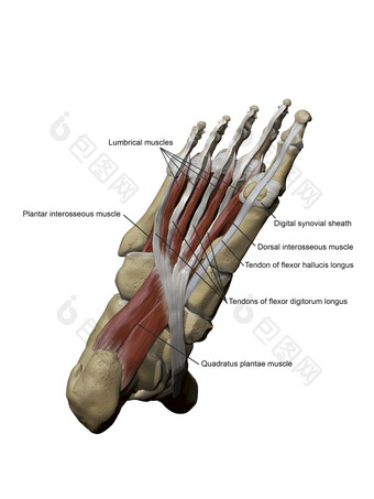 脚部<strong>肌</strong>腱解剖插图