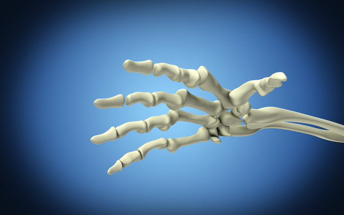 手部骨骼结构示例插图