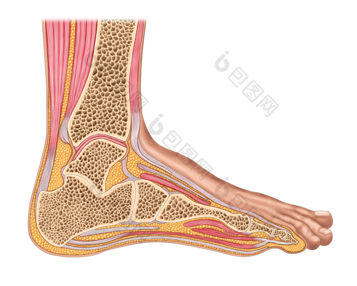 人体脚部解剖示例插图