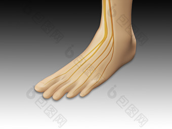 人体脚掌经络结构图