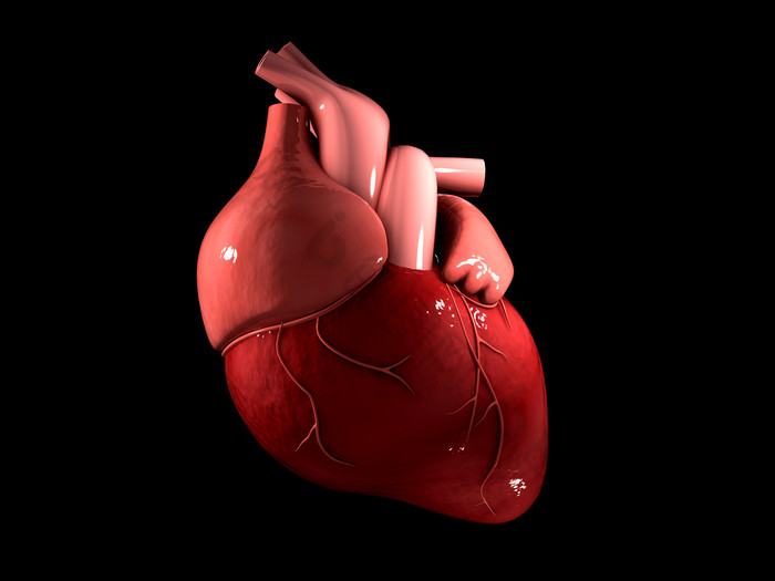 人类红色心脏摄影图