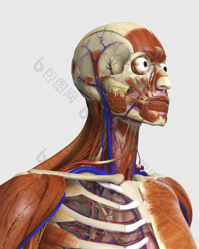 人体面部组织插图