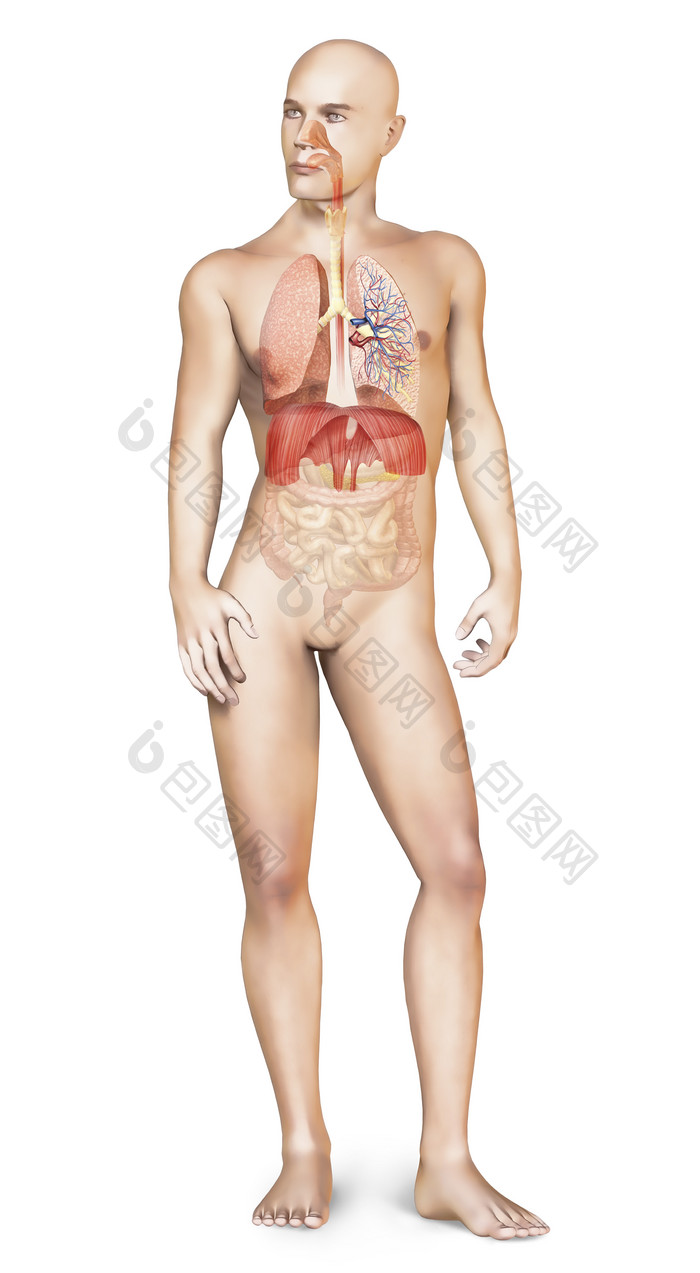 三维解剖学生物学胸部模型